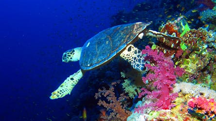 Blue snorkeling cruise with breakfast and lunch from Hurghada